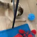 dog with Peppy Pet Ball