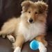 Peppy Pet Ball collie