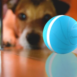 dog staring at Peppy Pet Ball