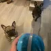 dogs waiting for Peppy Pet Ball